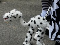 Kevin the spotty dog